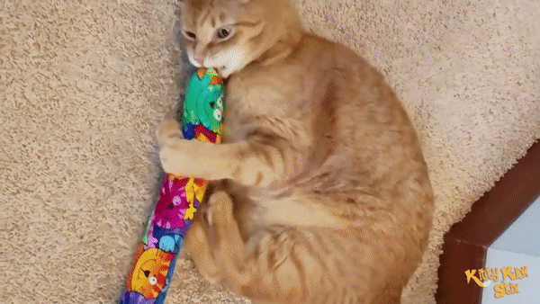 Promotes Cat Activity